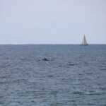 baleine à bosse île de la Réunion