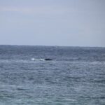 baleine à bosse Réunion