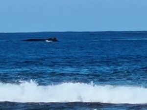 Baleine à bosse Ile de la Réunion