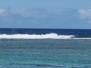 Balein à bosse lagon Ile de la Réunion