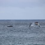 baleine à bosse Réunion