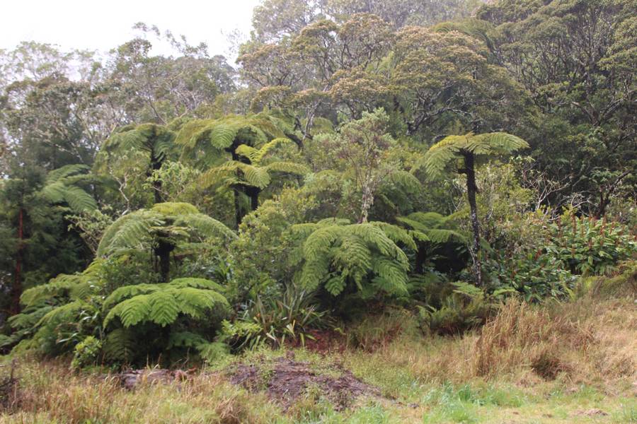 foret primaire Plaine des Palmistes