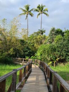 jardin botanique la Réunion