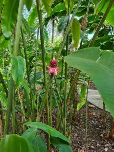 jardin d'Eden L'Ermitage Ile de la Réunion